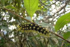Leucanella viridescens