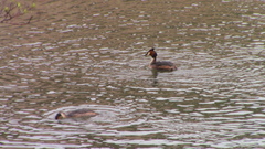 Podiceps cristatus