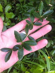 Berberis glaucocarpa