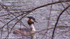 Podiceps cristatus
