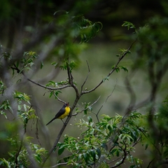 Myioborus brunniceps