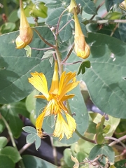 Tropaeolum seemannii