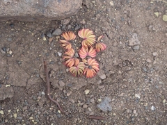 Oxalis loricata