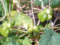 Tropaeolum seemannii