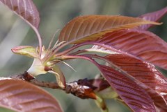 Prunus jamasakura