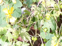 Tropaeolum seemannii
