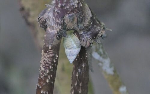 Littoraria angulifera