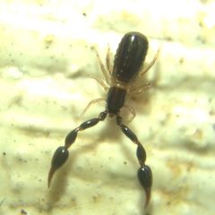 Pseudoscorpiones
