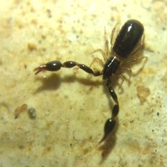 Pseudoscorpiones