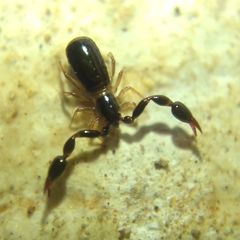 Pseudoscorpiones