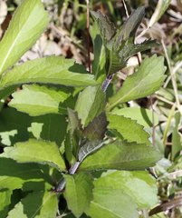 Adenophora triphylla japonica