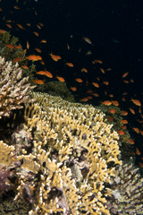 Millepora dichotoma