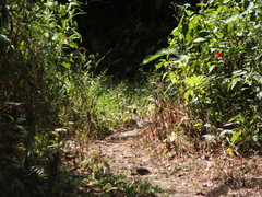Turdus maculirostris
