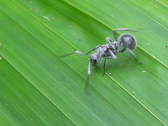 Polyrhachis medusa