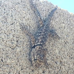 Sceloporus magister