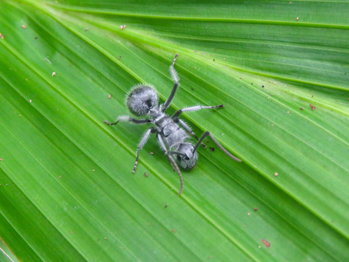 Militaris-group Spiny Sugar Ants