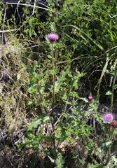 Cirsium japonicum