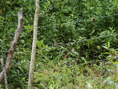 Myiophobus crypterythrus