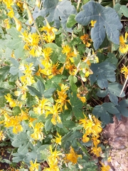 Tropaeolum seemannii