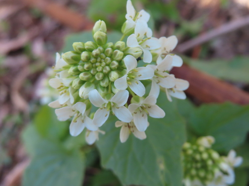 Eutrema japonicum, photograph 1