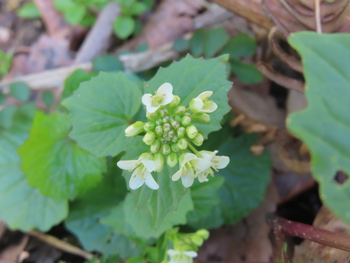 Eutrema japonicum, photograph 2