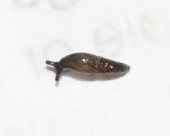 Anadenulus cockerelli