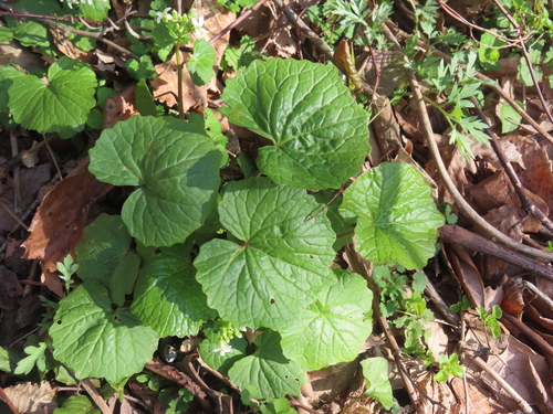 Eutrema japonicum, photograph 4