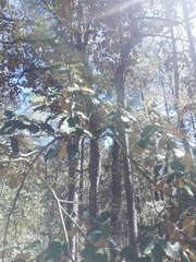 Quercus calophylla