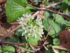 Eutrema japonicum