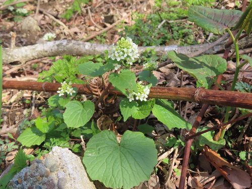 Eutrema japonicum, photograph 5