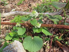 (c) Timur Kalininsky, some rights reserved (CC BY) Eutrema japonicum, photograph (c) Timur Kalininsky, some rights reserved (CC BY)