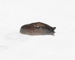 Anadenulus cockerelli
