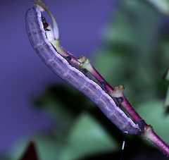 Isognathus scyron
