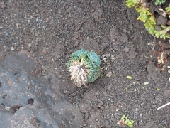 Moschopsis trilobata