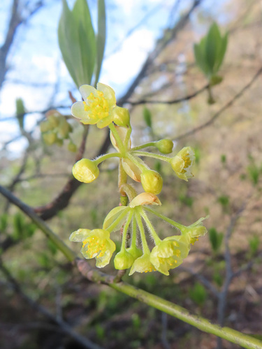 Lindera umbellata, photograph 1