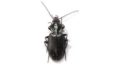 Agonum placidum