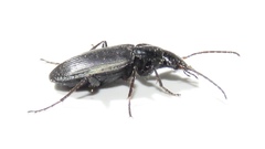 Agonum placidum