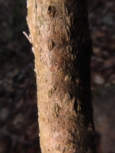 Lindera umbellata, photograph 3