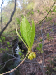 Lindera umbellata, photograph (c) Timur Kalininsky, some rights reserved (CC BY)