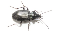 Agonum placidum