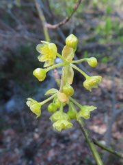 Lindera umbellata, photograph (c) Timur Kalininsky, some rights reserved (CC BY)