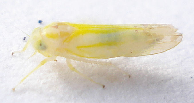 Leafhopper