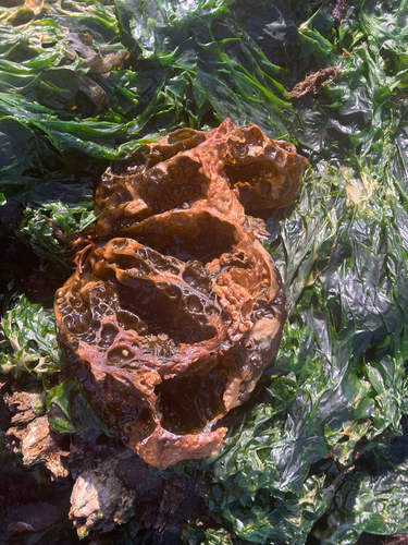 Hedophyllum sessile observed 2026-04-23
