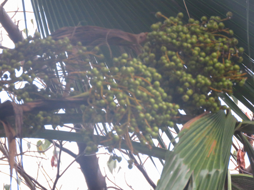 Pritchardia pacifica