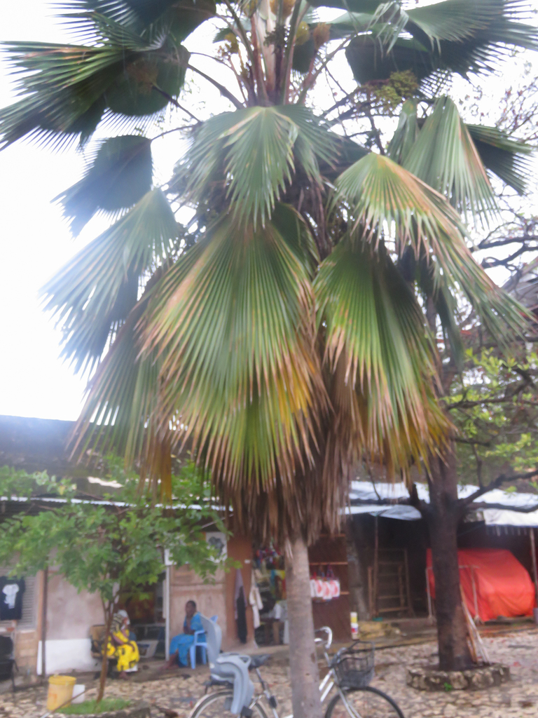 Pritchardia pacifica, Tanzania