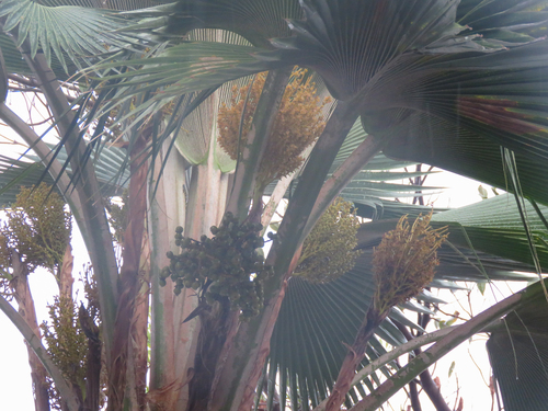Pritchardia pacifica