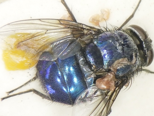 Lucilia porphyrina