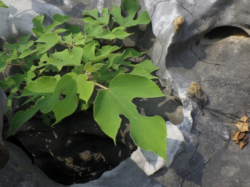 Paper mulberry