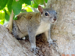 Sciurus colliaei