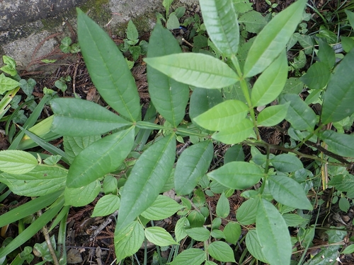 Zanthoxylum armatum iNat (1)